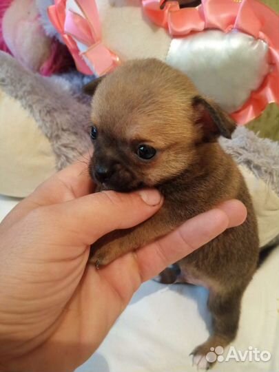 Щенок маленькой собаки