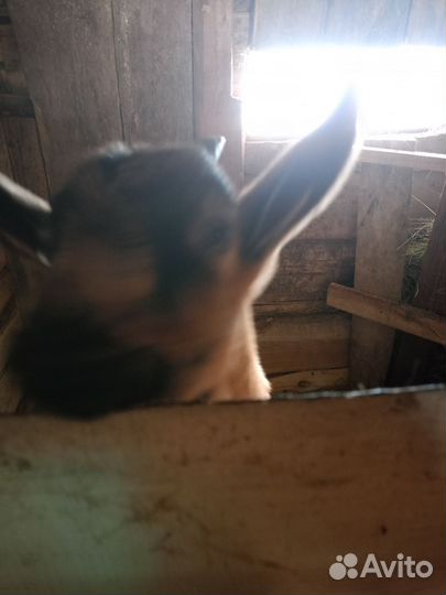 Козлик на племя