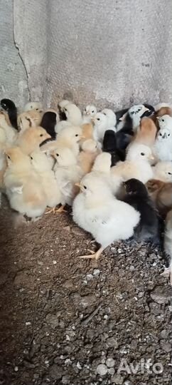 Цыплята