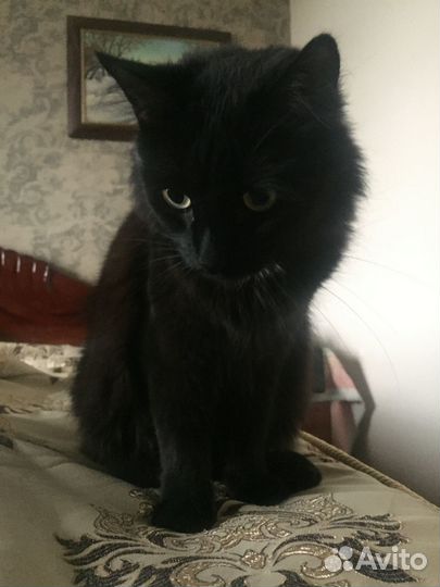 Отдам в добрые руки