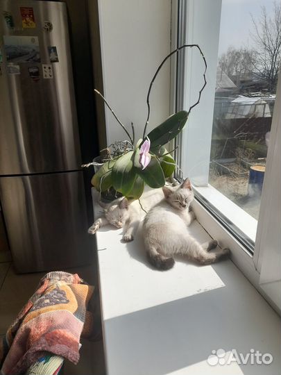 Отдам в добрые руки котят