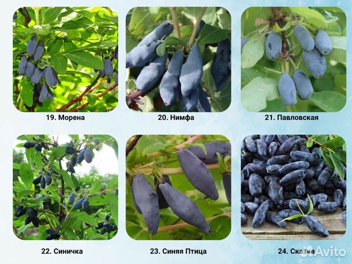 Саженцы жимолости, жимолость