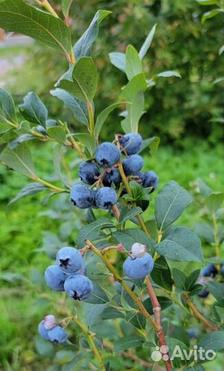 Голубика Крупномеры 8+ лет