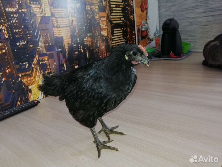 Молодые петушки