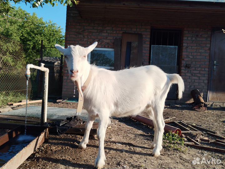 Продаются козы
