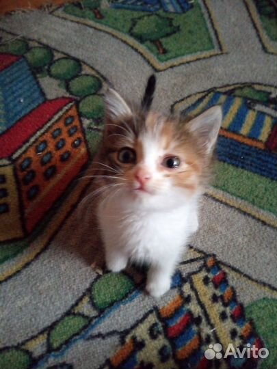 Котенок девочка, мышеловка