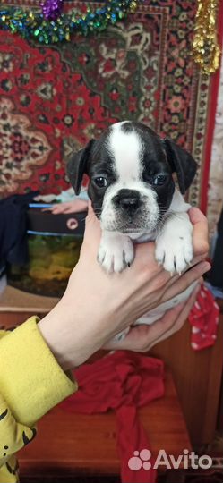 Французский бульдог щенки