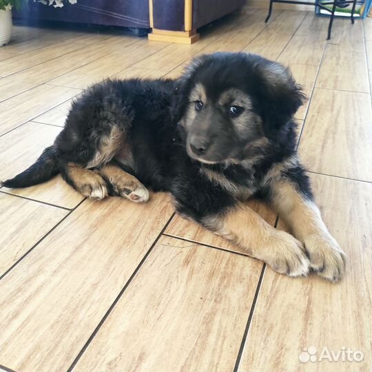 Щенок мальчик в добрые руки