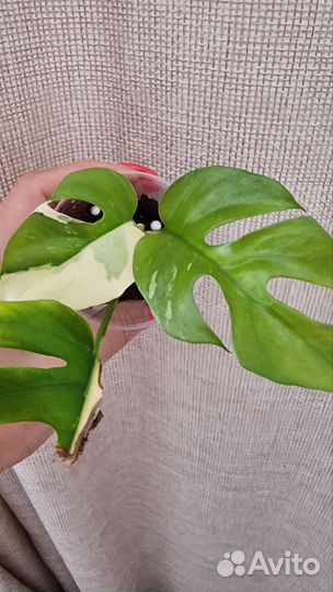 Монстера рафидофора тетрасперма вариегатна