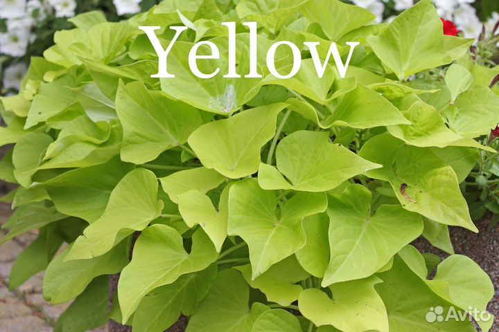 Ипомея Батат