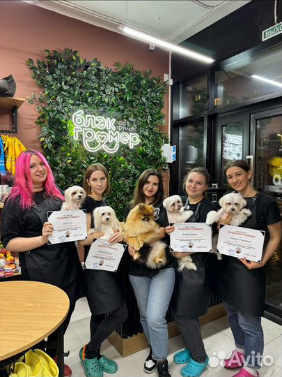 Стрижка собак и кошек (Груминг)