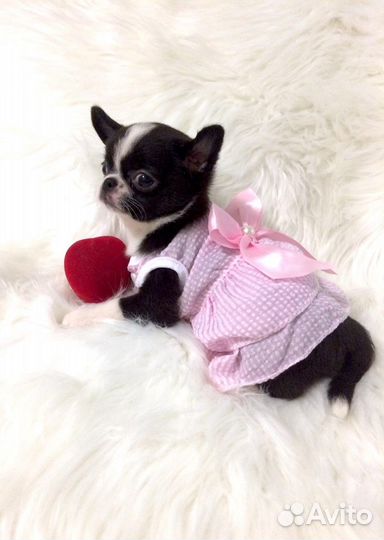 Щенки чихуахуа миниатюрные