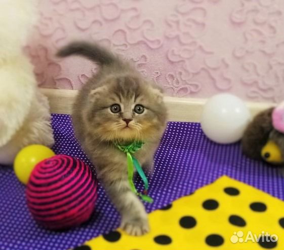 Скоттиш страйт на вязку