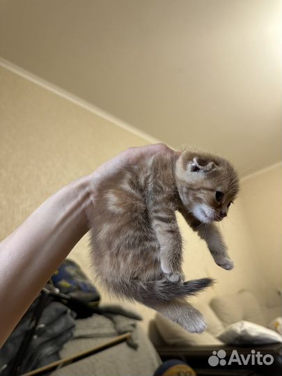 Котята британские