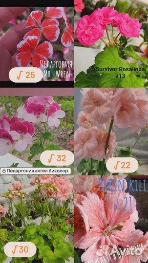 Пеларгонии сортовые