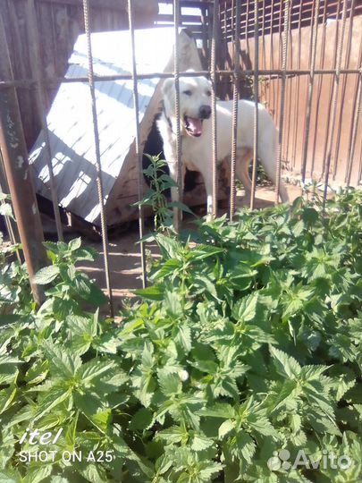 Алабай в добрые руки