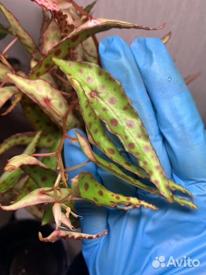 Рассажу под заказ радермахеру, платицериум и др