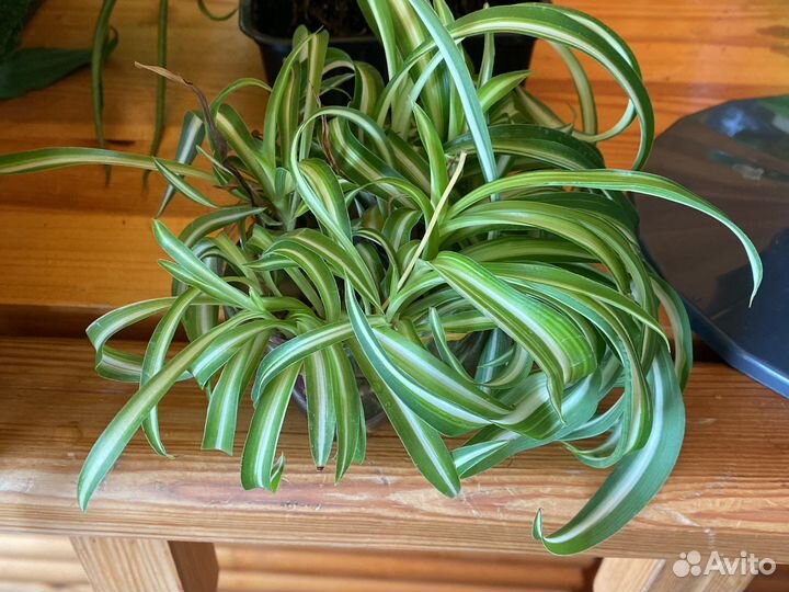 Хлорофитум