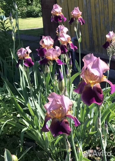 Ирисы бородатые
