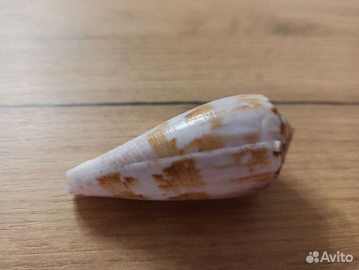 Морская раковина