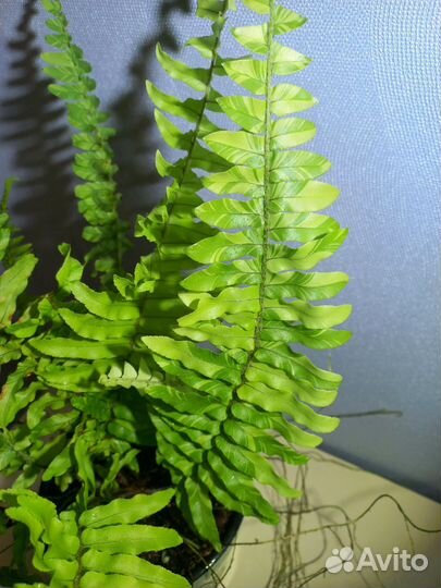 Папоротники нефролеписы