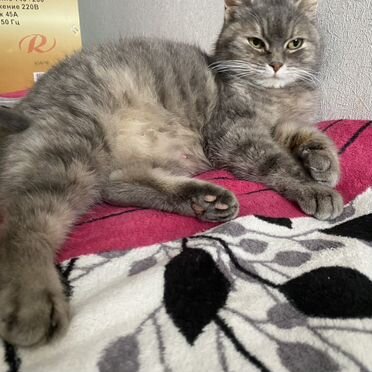 Кимрик, взрослая кошка