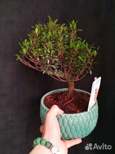 Дерево Бонсай подокарпус,кармона,сизигиум