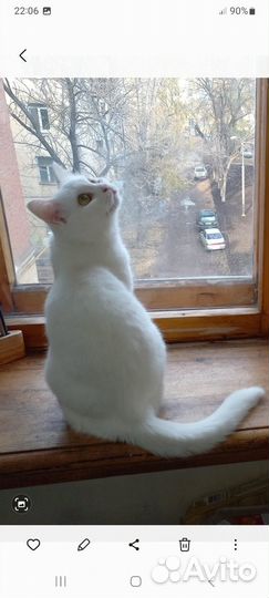 Кошки в добрые руки