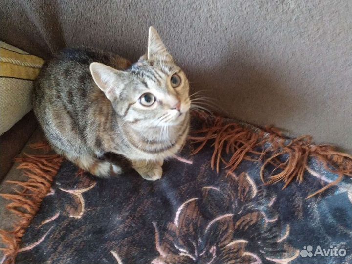 Кошка в дар