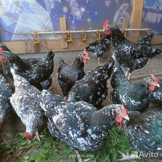 Инкубационное яйцо