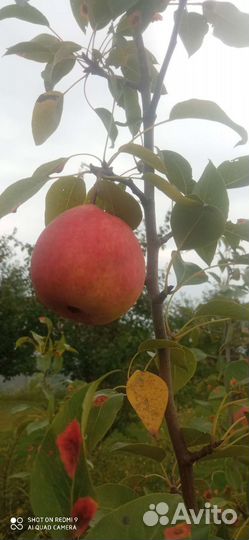 Черенки для прививки