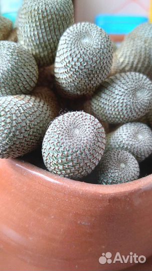 Кактус Aylostera heliosa