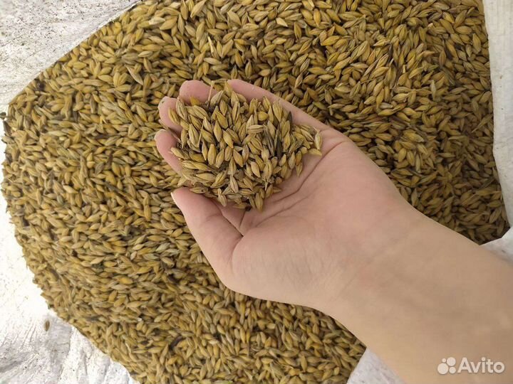 Зерно пшеница ячмень