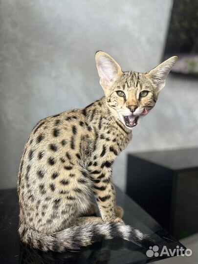 Котенок саванна ф1
