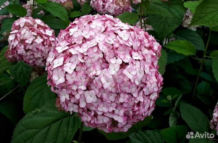 Гортензия Бабл Гам, Литл Спуки, Пан