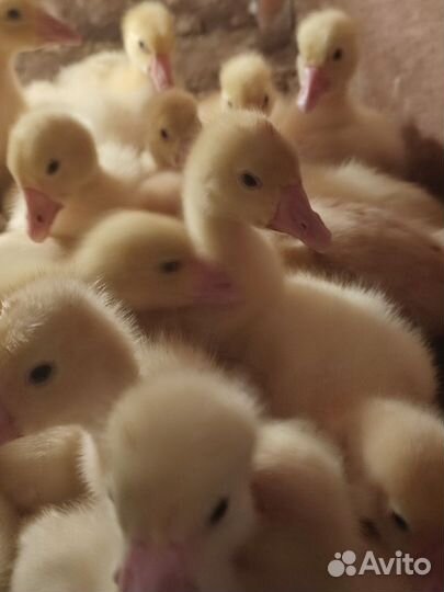 Цыплята бройлеры, несушки,петушки,утята,гусята