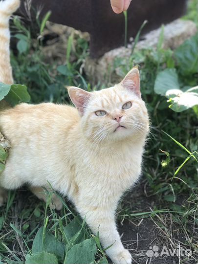 Кот и кошки в добрые руки