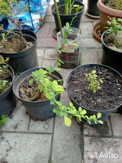 Барбарис декоративный