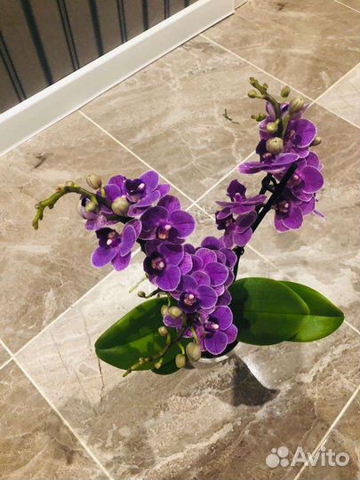 Орхидея фаленопсис Violet Queen Вайлет Квин