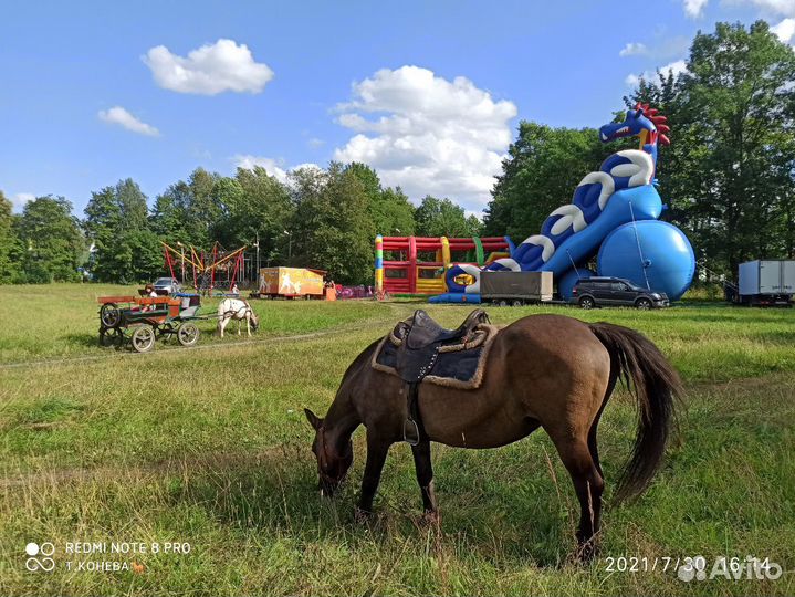 Катание на пони, фотосессии