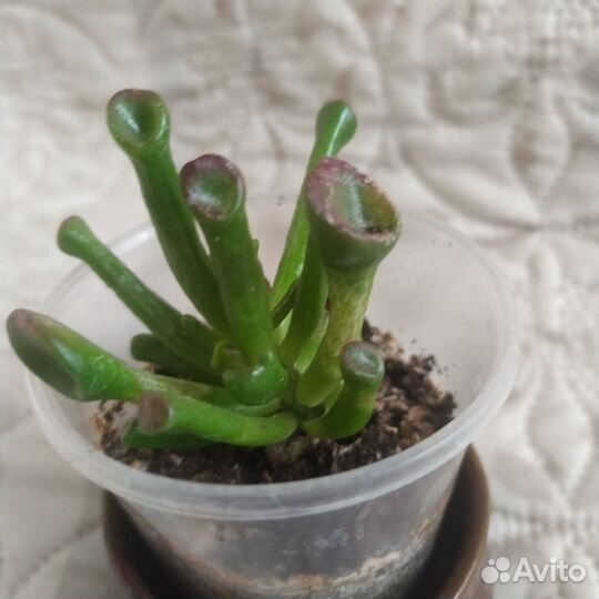 Крассула хоббит,алоэ,толстянка