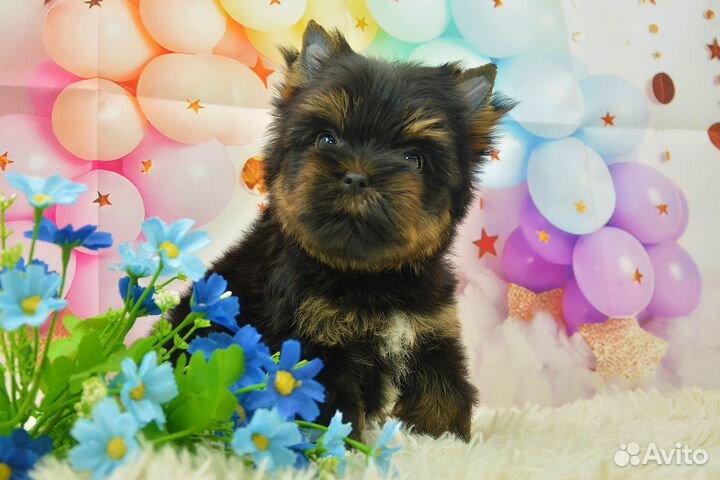 Цветной йорк, мини мальчик Лорд