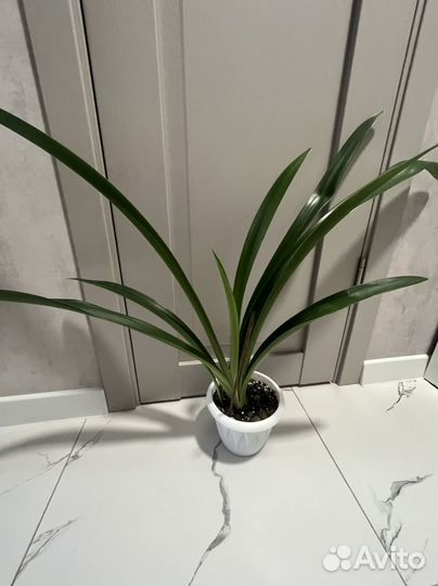 Гиппиаструм