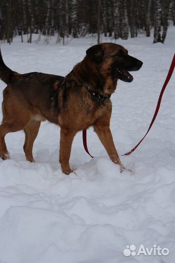 Немецкая овчарка