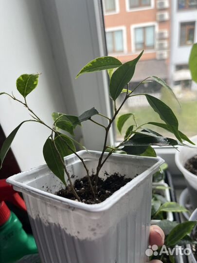 Фикус бенджамина черенки