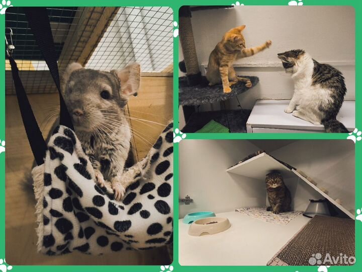 Передержка животных