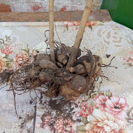 Цветы многолетние.Канны краснолистные,папоротники