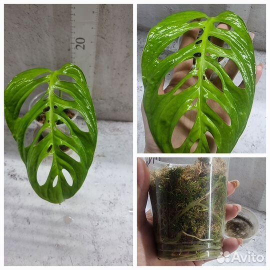 Замиокулькас, аглаонема, монстера