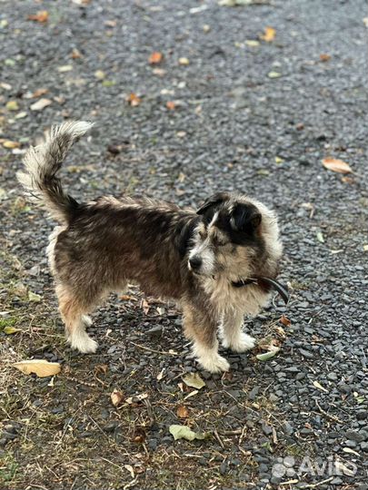 Маленькая собака