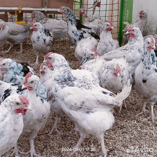 Чисто породные петушки